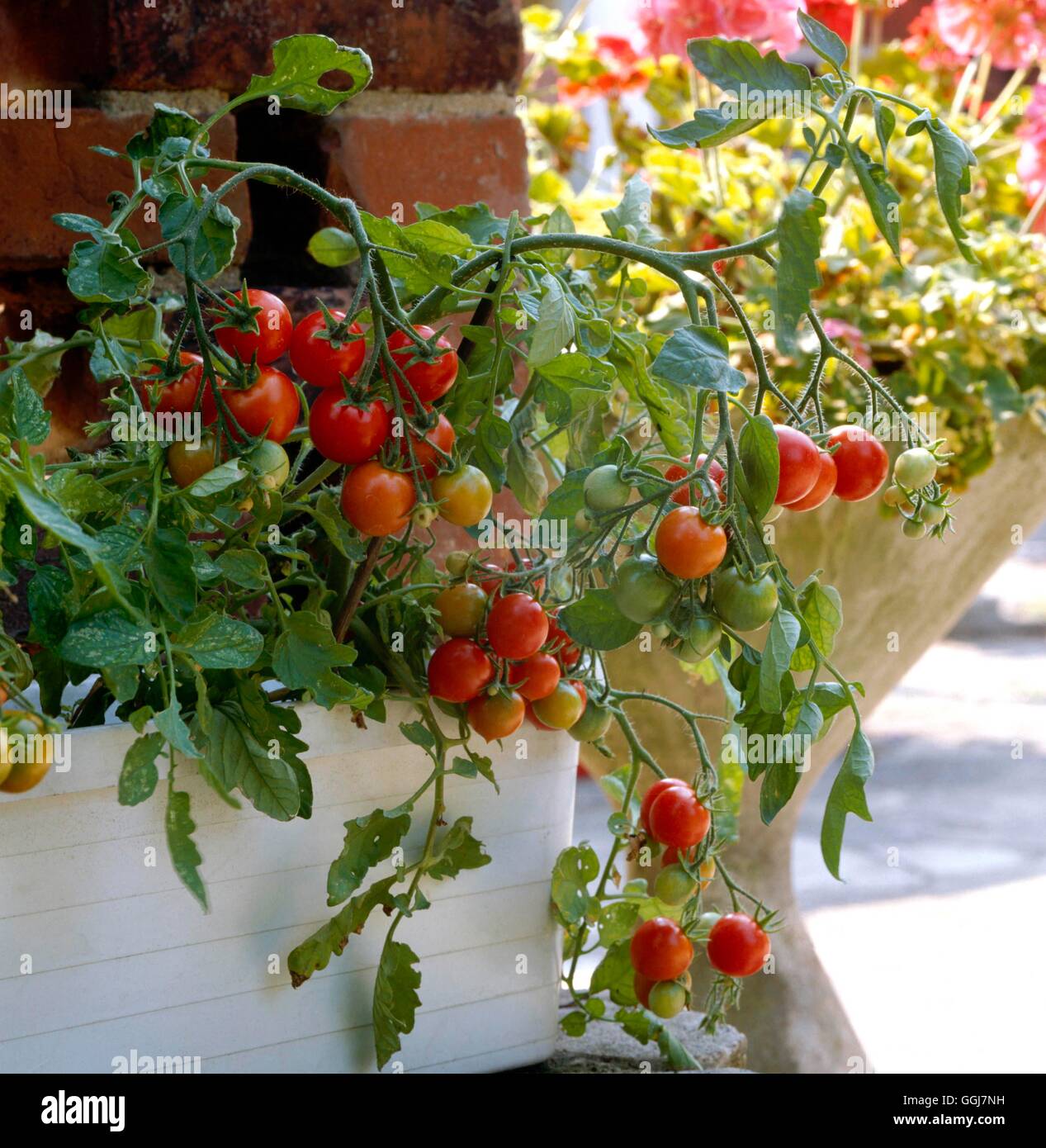 Container - Vegetables - trough planted with Tomato `Tumbler'   CTR063351  /P Stock Photo